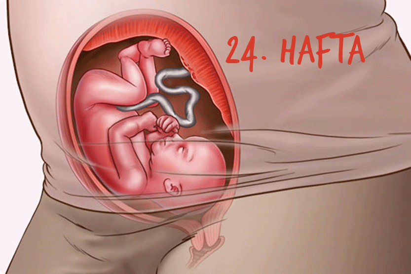 Hamilelikte 24.Hafta